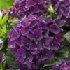 Tuinhortensia 'Deep Purple Dance®' 1 Tuinhortensia 'Deep Purple Dance®' -Exporteren Zaaid Tuin Winkel 9023801425950