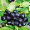 Zwarte Bosbes 'Black Pearl®' 1 Zwarte Bosbes 'Black Pearl®' -Exporteren Zaaid Tuin Winkel 9023821152286