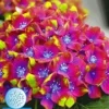 Tuinhortensia 'SAXON®' Schloss Wackerbarth 12 Cm-pot 1 Tuinhortensia 'SAXON®' Schloss Wackerbarth 12 Cm-pot -Exporteren Zaaid Tuin Winkel 9023870730270