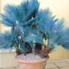 Blauwe Dwergpalm 1 Blauwe Dwergpalm -Exporteren Zaaid Tuin Winkel 9023872139294