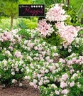 Rododendron 'Nugget By Bloombux®'