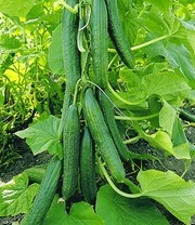 Geënte Komkommer 'Phönix®' & COMPO® SANA® Tomaten- En Groenteaarde 5 Geënte Komkommer 'Phönix®' & COMPO® SANA® Tomaten- En Groenteaarde - Afbeelding 3