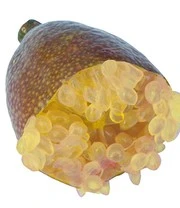 Limoenkaviaar 5 Limoenkaviaar - Afbeelding 3