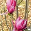 Magnolia 'March Till Frost' 2 Magnolia 'March Till Frost' -Exporteren Zaaid Tuin Winkel 9023944491038