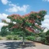 Albizia 'Ombrella' 1 Albizia 'Ombrella' -Exporteren Zaaid Tuin Winkel 9023955337246
