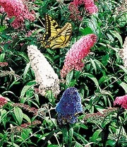 Vlinderstruik Collectie Voor Een Voordeelprijs 5 Vlinderstruik Collectie Voor Een Voordeelprijs - Afbeelding 3