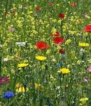 Wilde Bloemen Gras 5 Wilde Bloemen Gras - Afbeelding 3