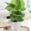 Calathea Orbifolia -Exporteren Zaaid Tuin Winkel 9024627638302