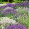 Lavendel Mix 'Wit & Blauw' 1 Lavendel Mix 'Wit & Blauw' -Exporteren Zaaid Tuin Winkel 9025502314526