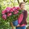 Rododendron XXL® 1 Rododendron XXL® -Exporteren Zaaid Tuin Winkel 9027297968158