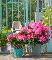 Rododendron XXL® 5 Rododendron XXL® - Afbeelding 3