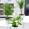 Kamerplanten Collectie 'Classic' 2 Kamerplanten Collectie 'Classic' -Exporteren Zaaid Tuin Winkel 9027735126046