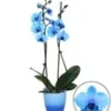 Koningsblauwe Phalaenopsis, 2 Takken 1 Koningsblauwe Phalaenopsis, 2 Takken -Exporteren Zaaid Tuin Winkel 9030589153310