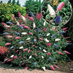 Bloeiende Struiken Collectie 6 Bloeiende Struiken Collectie -Exporteren Zaaid Tuin Winkel 9031377682462