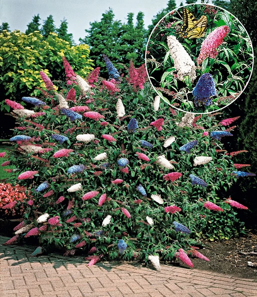 Bloeiende Struiken Collectie 4 Bloeiende Struiken Collectie - Afbeelding 2