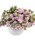 Calibrachoa Mix Petunia 'Double PinkTastic® & Double Red®' 5 Calibrachoa Mix Petunia 'Double PinkTastic® & Double Red®' - Afbeelding 3