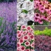 Winterharde Vaste Planten 'Zonnig Tuinperk' 2 Winterharde Vaste Planten 'Zonnig Tuinperk' -Exporteren Zaaid Tuin Winkel 9034485563422