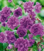 Winterharde Duurzame Bloeiers 7 Winterharde Duurzame Bloeiers - Afbeelding 5