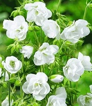 Winterharde Duurzame Bloeiers 8 Winterharde Duurzame Bloeiers - Afbeelding 6