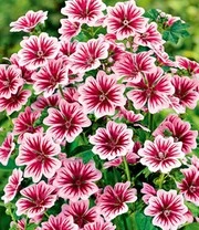 Winterharde Duurzame Bloeiers 9 Winterharde Duurzame Bloeiers - Afbeelding 7