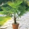 Winterharde Palm In Een Pot Van 19 Cm 2 Winterharde Palm In Een Pot Van 19 Cm -Exporteren Zaaid Tuin Winkel 9037512441886