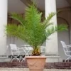 Canarische Dadelpalm Ca. 50-60 Cm Hoog -Exporteren Zaaid Tuin Winkel 9037775142942