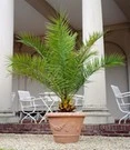 Canarische Dadelpalm Ca. 50-60 Cm Hoog