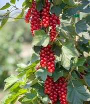 Aalbeszuil 'Rovada®' 5 Aalbeszuil 'Rovada®' - Afbeelding 3