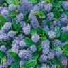 Ceanothus 'Blue Mound' 2 Ceanothus 'Blue Mound' -Exporteren Zaaid Tuin Winkel 9038043414558