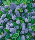 Ceanothus 'Blue Mound' 3 Ceanothus 'Blue Mound'