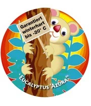 Winterharde Eucalyptus 'Azura®' In 2-liter XXL-pot 8 Winterharde Eucalyptus 'Azura®' In 2-liter XXL-pot - Afbeelding 6