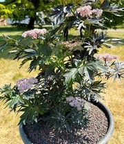 Zuilvlier 'Laced Up®' 5 Zuilvlier 'Laced Up®' - Afbeelding 3