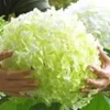 Buitenhortensia 'Incrediball®' -Exporteren Zaaid Tuin Winkel 9038280851486
