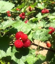 Frambozenboom Raspbeary® Framboos Met Stam En Kroon 6 Frambozenboom Raspbeary® Framboos Met Stam En Kroon - Afbeelding 4