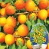 Abrikoos 'Compacta Super Compact®' 1 Abrikoos 'Compacta Super Compact®' -Exporteren Zaaid Tuin Winkel 9038526808094