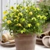 Clematis 'Little Lemons®' In Een 3-liter XXL-pot 1 Clematis 'Little Lemons®' In Een 3-liter XXL-pot -Exporteren Zaaid Tuin Winkel 9039086452766