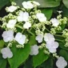 Klimhortensia 'Semiola®' 2 Klimhortensia 'Semiola®' -Exporteren Zaaid Tuin Winkel 9039670738974